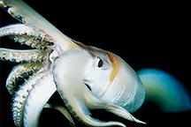 Potón (Dosidicus gigas)