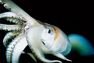 Potón (Dosidicus gigas)